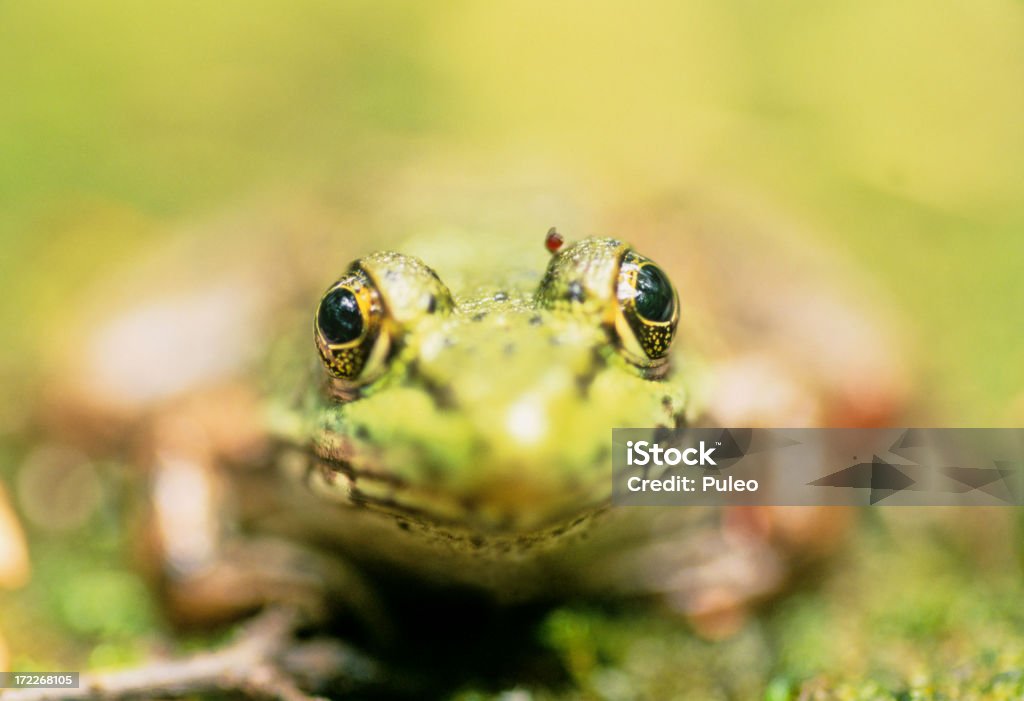 Rana verde - Foto stock royalty-free di Anfibio