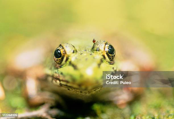 グリーンのカエル - ヨーロッパアカガエルのストックフォトや画像を多数ご用意 - ヨーロッパアカガエル, 両生類, 人体部位