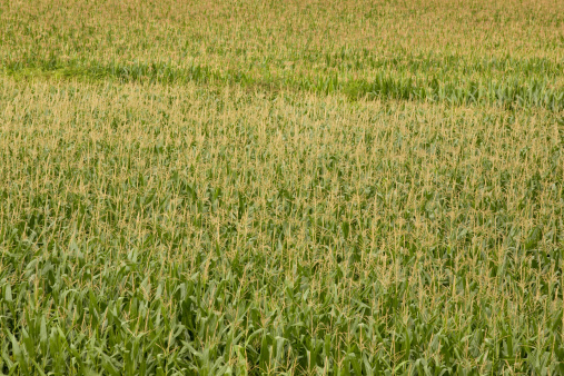 A young crop of corn growing in the field. Canon EOS 5D