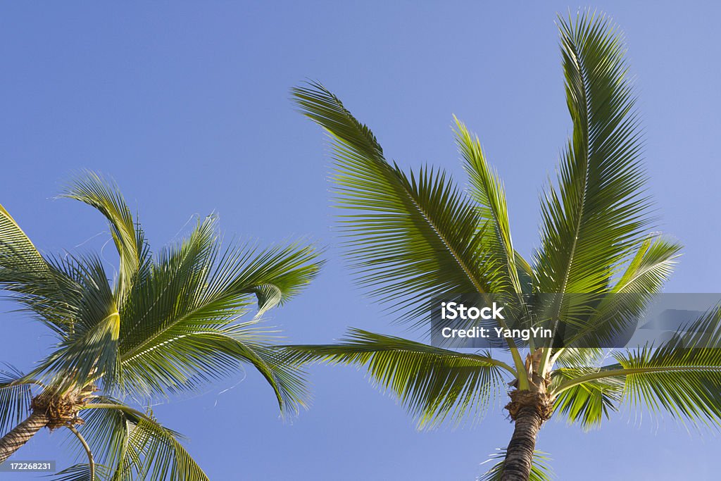 Palme - Foto stock royalty-free di Ambientazione tranquilla