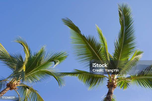 Palme - Fotografie stock e altre immagini di Ambientazione tranquilla - Ambientazione tranquilla, America Latina, Blu