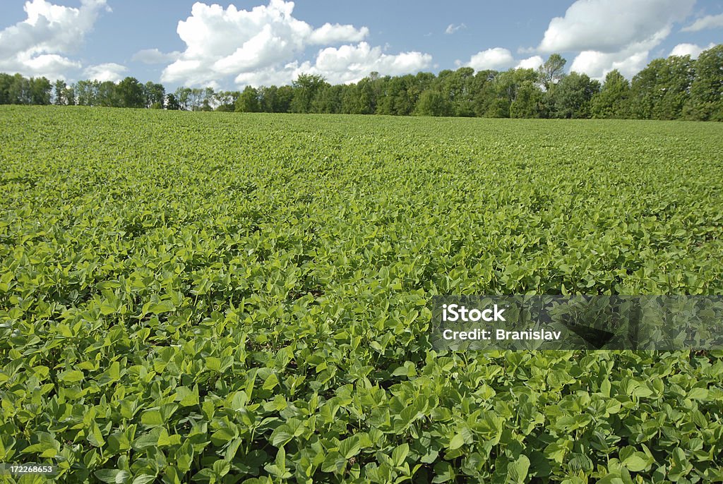 Agricultura - Foto de stock de Campo royalty-free
