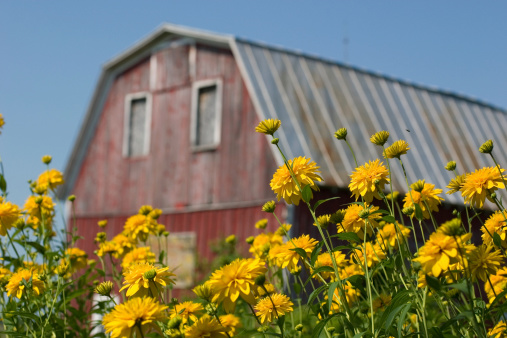 Yellow flowers in front of a soft focus barn