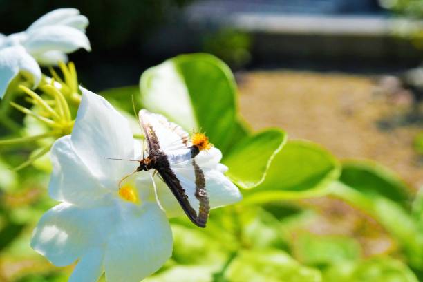 diaphania indica, un papillon noir et blanc avec un pompon sur sa queue suçant le nectar d’une fleur de jasmin dans le jardin - jasmine tea black tea tea drink photos et images de collection