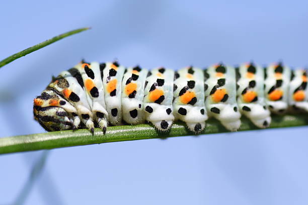 primer plano de caterpillar gatear por blastocitos (células madre - lepidopteron fotografías e imágenes de stock