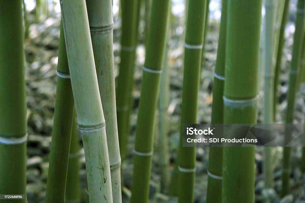 Bambú - Foto de stock de Aire libre libre de derechos