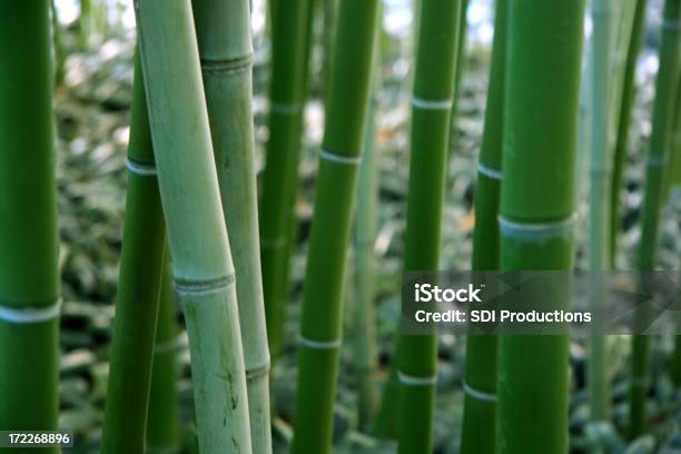 Foto de Bambu e mais fotos de stock de Arvoredo de bambú - Arvoredo de bambú, Bambu, Beleza natural - Natureza