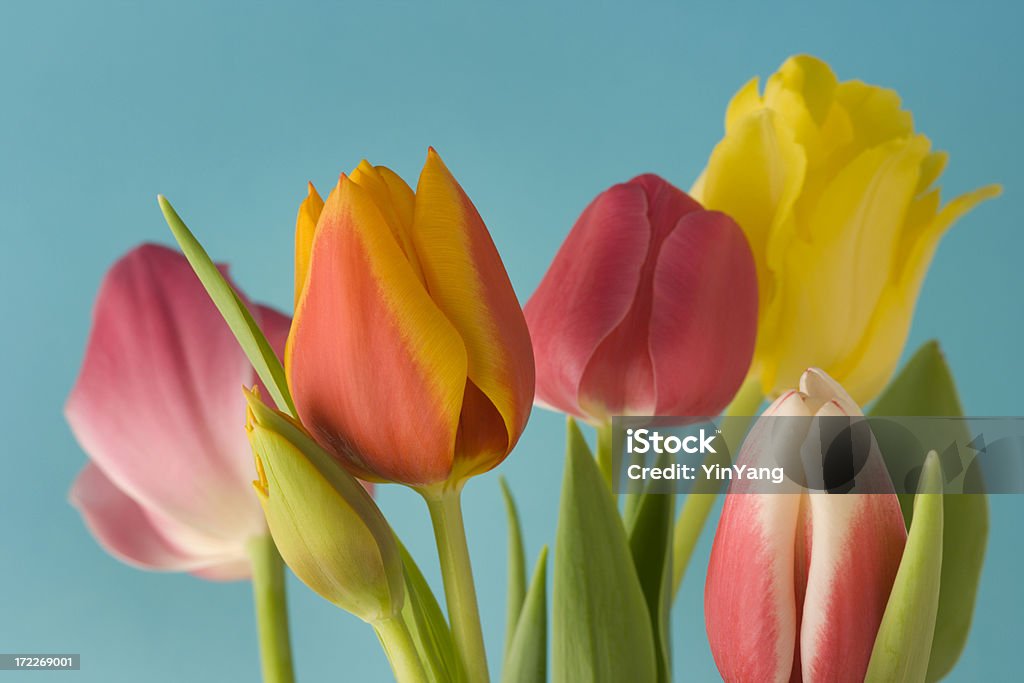 Tulipes de printemps sur fond bleu Hz - Photo de Beauté libre de droits