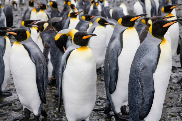 istock King Penguin Colony South Georgia 172269033