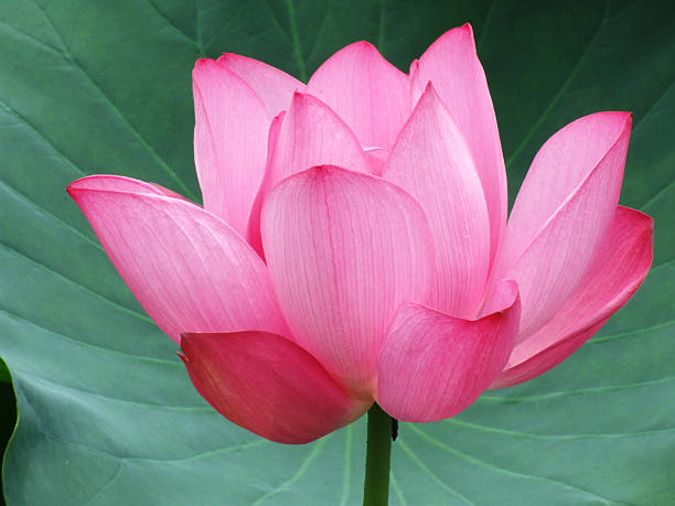 macro opened blossom of a pink lotus flower stock photo