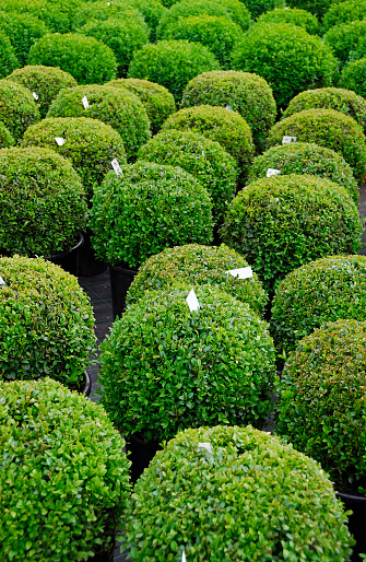Buxus Sempervirens plants for sale in a garden center.