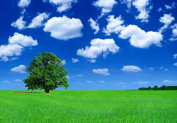 istock Green field and lonely tree - Landscape 172269183