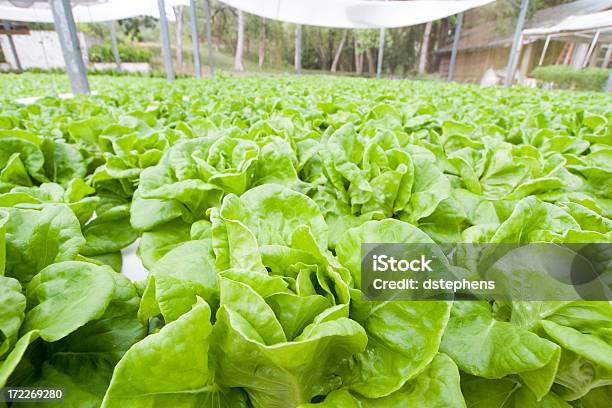 Lechuga Hydroponic En Invernáculo Foto de stock y más banco de imágenes de Agricultura - Agricultura, Aire libre, Alimento