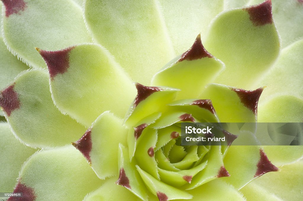 Cactus - Foto de stock de Afilado libre de derechos