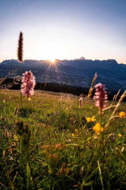 istock View past wildflowers to mountains and sun 1722695249