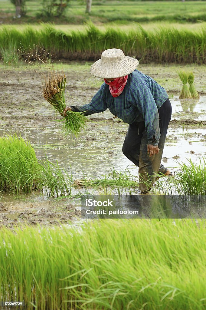 Farming  Harvesting Stock Photo