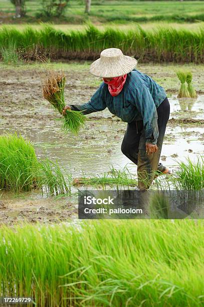 Farming Stock Photo - Download Image Now - Harvesting, Rice Paddy, Adult