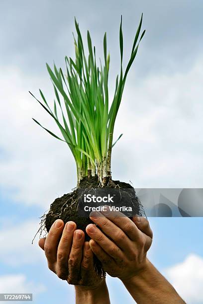 Foto de O Crescimento e mais fotos de stock de Adulto - Adulto, Agricultura, Azul