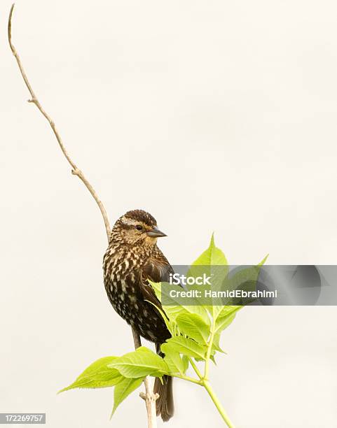 Retrato De Pássaro - Fotografias de stock e mais imagens de Animal - Animal, Cor verde, Estação do ano