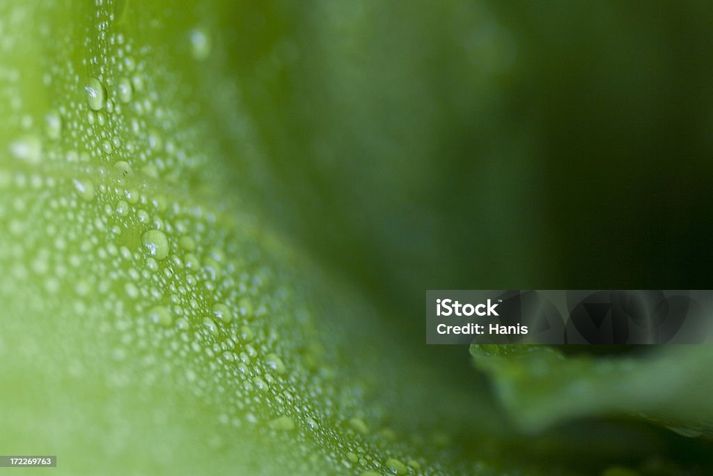 Makro Blatt nach dem Regen - Lizenzfrei Abstrakt Stock-Foto