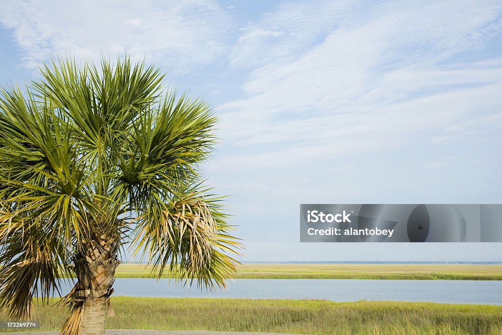 Carolina del Sur, el Palmetto State - Foto de stock de Palmito - Palmera libre de derechos