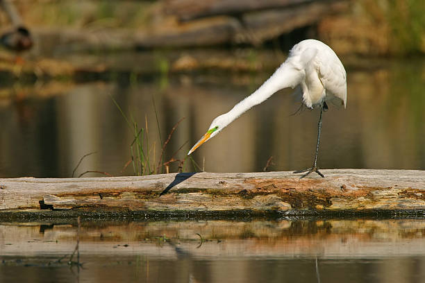 Great Egret stock photo