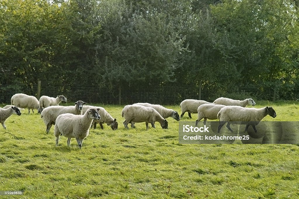 Mouton - Photo de Agneau - Animal libre de droits