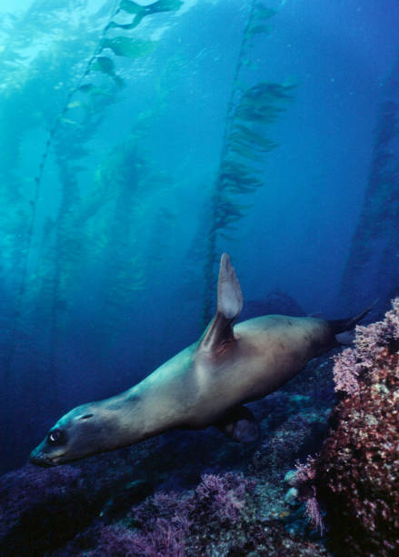 istock California Sea Lion 172269902