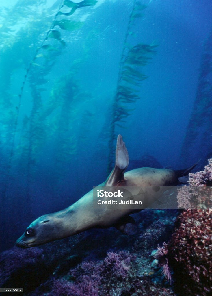 Калифорнийский морской лев - Стоковые фото Под водой роялти-фри