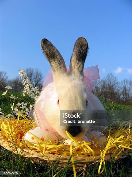 Conejo De Pascua Foto de stock y más banco de imágenes de Animal - Animal, Conejito, Conejo - Animal