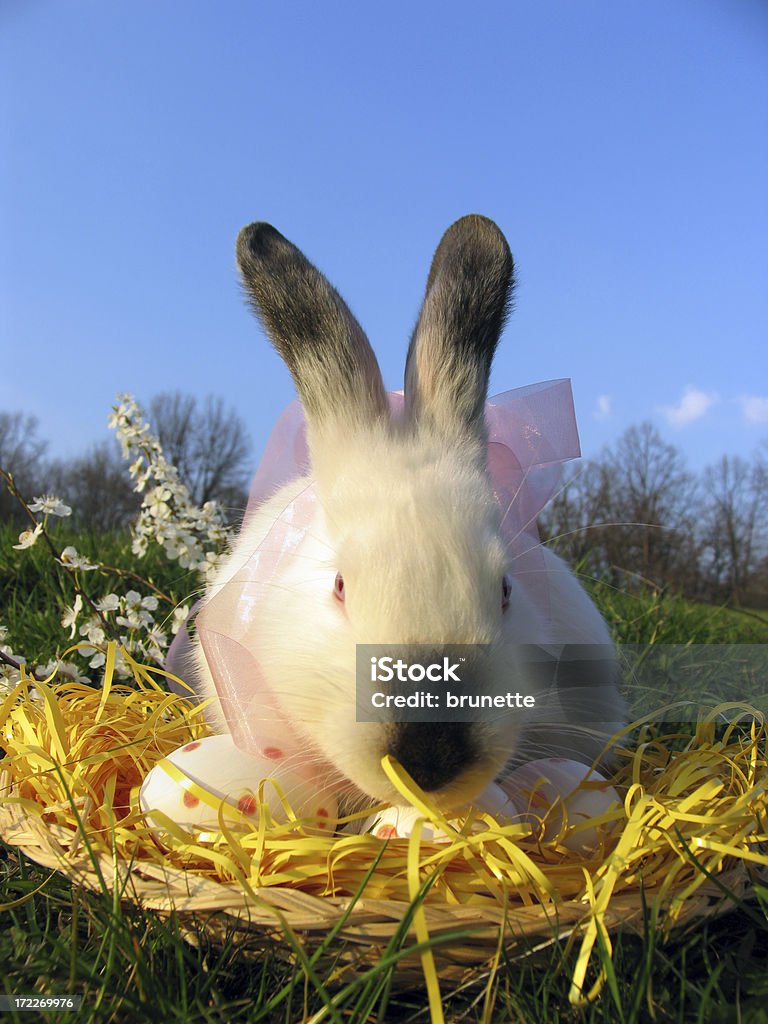 Lapin de Pâques - Photo de Faune libre de droits