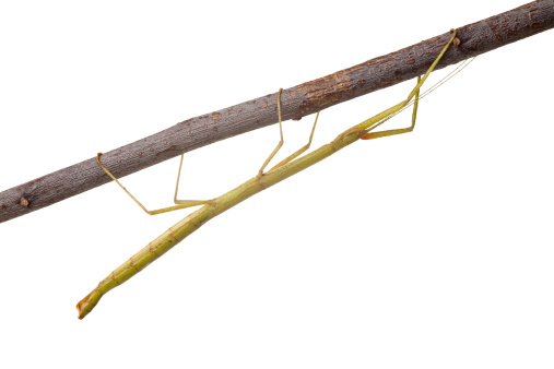 Stick insect