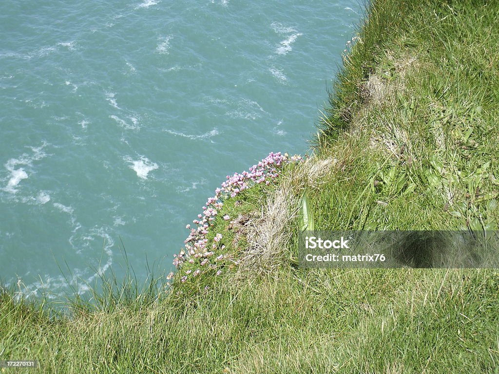 Flowers on the cliffs Atlantic Ocean Stock Photo