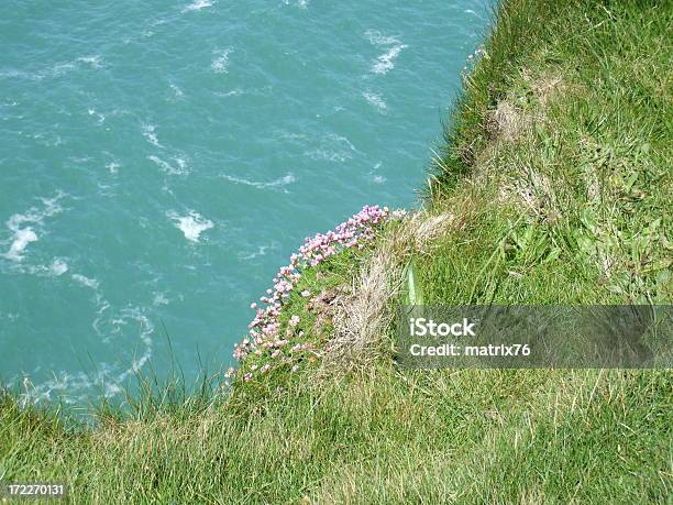 Flowers On The Cliffs Stock Photo - Download Image Now - Atlantic Ocean, Cliff, Cliffs of Moher