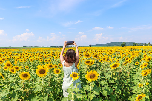 Happy Asian woman hand using mobile phone to take a photo at full bloom sunflower field in travel holidays vacation trip at natural garden park in Lopburi, Thailand.