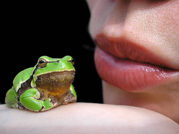 girl kissing a frog (princess and enchanted prince) stock photo