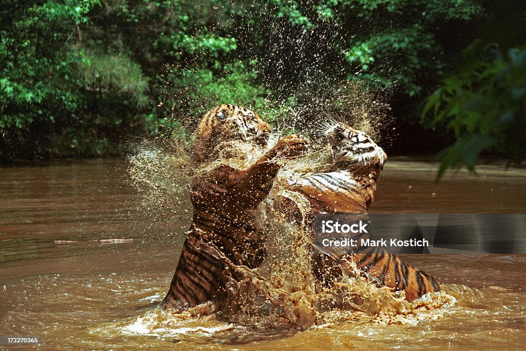 Dos Tigers lucha - Foto de stock de Luchar libre de derechos