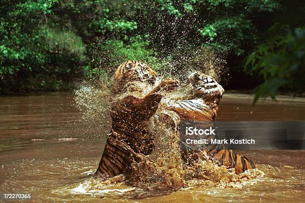 Dos Tigers Lucha Foto de stock y más banco de imágenes de Luchar - Luchar, Tigre, Animal