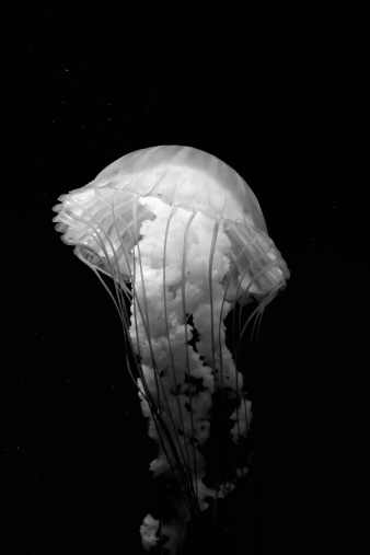 Jellyfish are marine invertebrates belonging to the Scyphozoan class, and in turn the phylum Cnidaria. The body of an adult jellyfish is composed of a bell-shaped, jelly producing substance enclosing its internal structure, from which the creature's tentacles are suspended. 