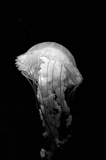 preto e branco nettle mar - scyphozoan - fotografias e filmes do acervo