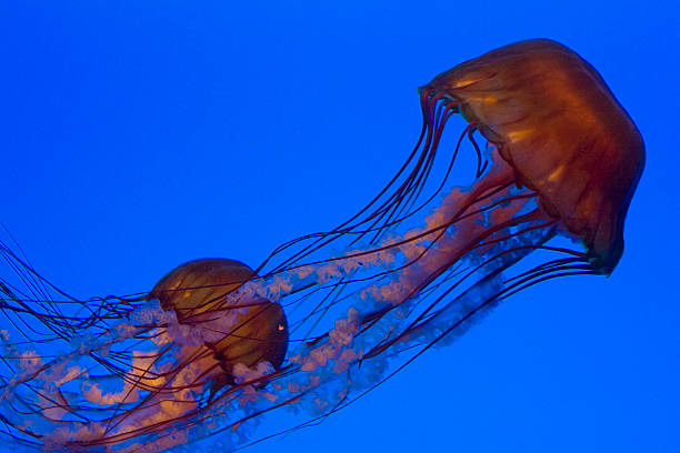 istock West Coast Sea Nettles 172270383