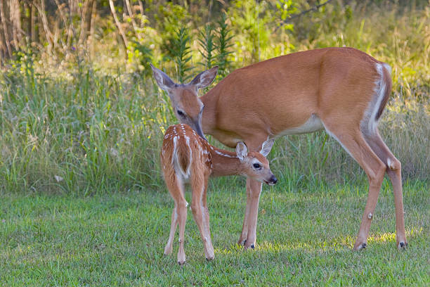 istock Whitetail Fawn and Doe 172270676