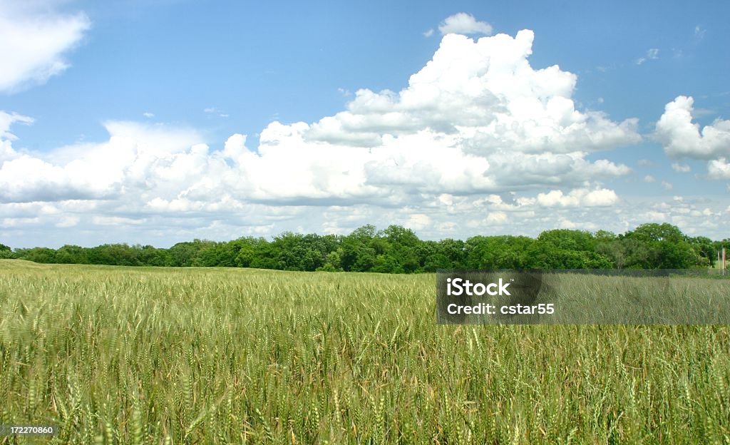 Agriculture: Champ de blé vert et le ciel avec nuages - Photo de Oklahoma libre de droits