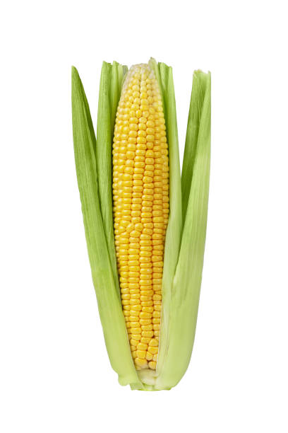 istock Ear of corn with leaves isolated on white background. 1722709858