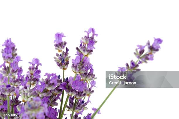 Nuovo Lavanda - Fotografie stock e altre immagini di Bellezza - Bellezza, Bellezza naturale, Colore lavanda