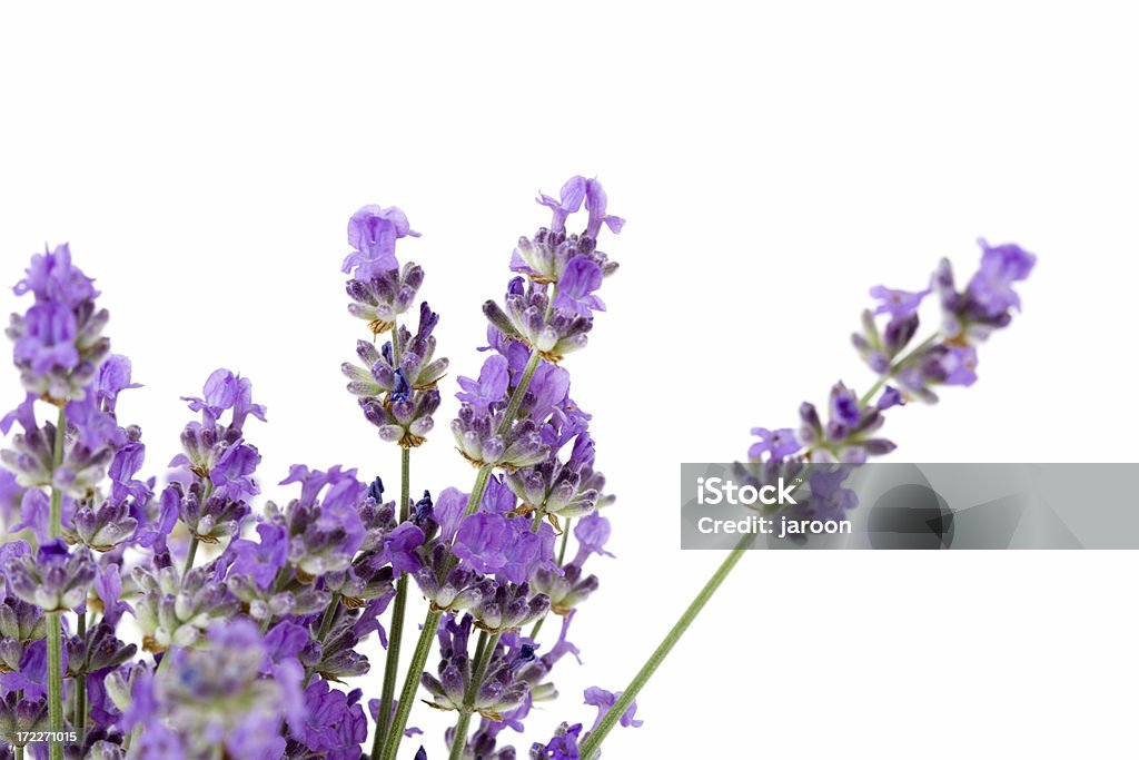 Lavanda fresca - Foto de stock de Beleza royalty-free