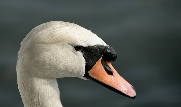swan1 stock photo
