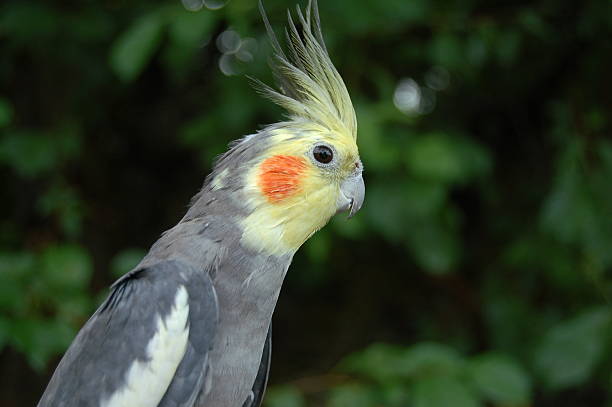 istock Actual Cockatiel Profile 172271039