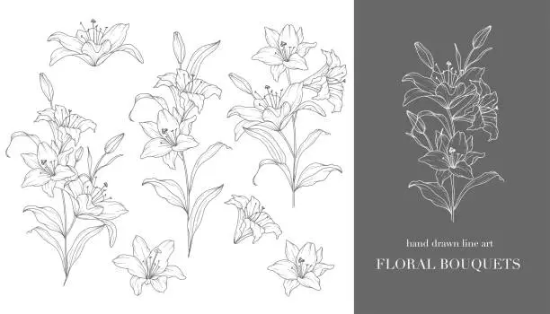 Vector illustration of Lily Flower Line Art. Lilies Bouquets Line Art. Fine Line Lilies Arrangements Hand Drawn Illustration. Outline Leaves and Flowers. Botanical Coloring Page. Outline Lily Isolated on White