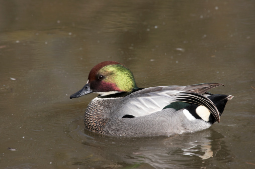 Falcated Duck on the pond showing off the irridescent plumage on its head